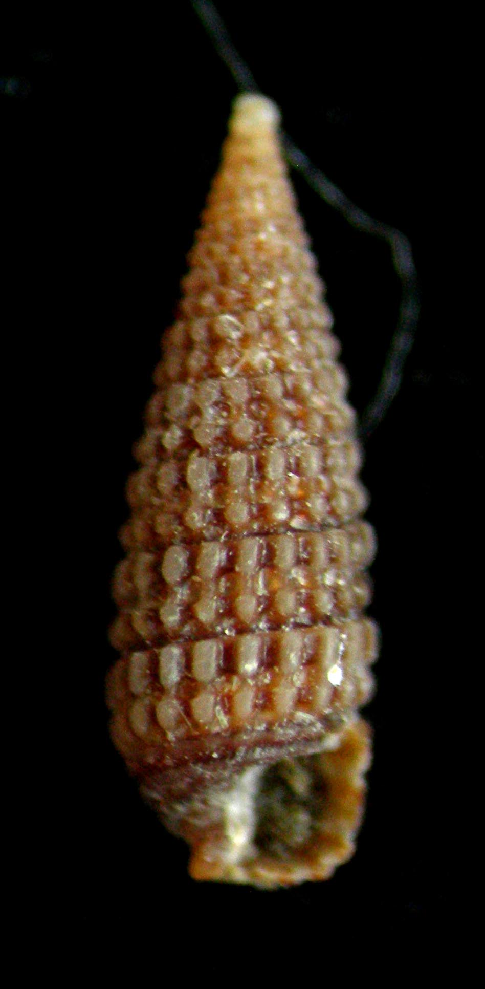 Dizoniopsis coppolae